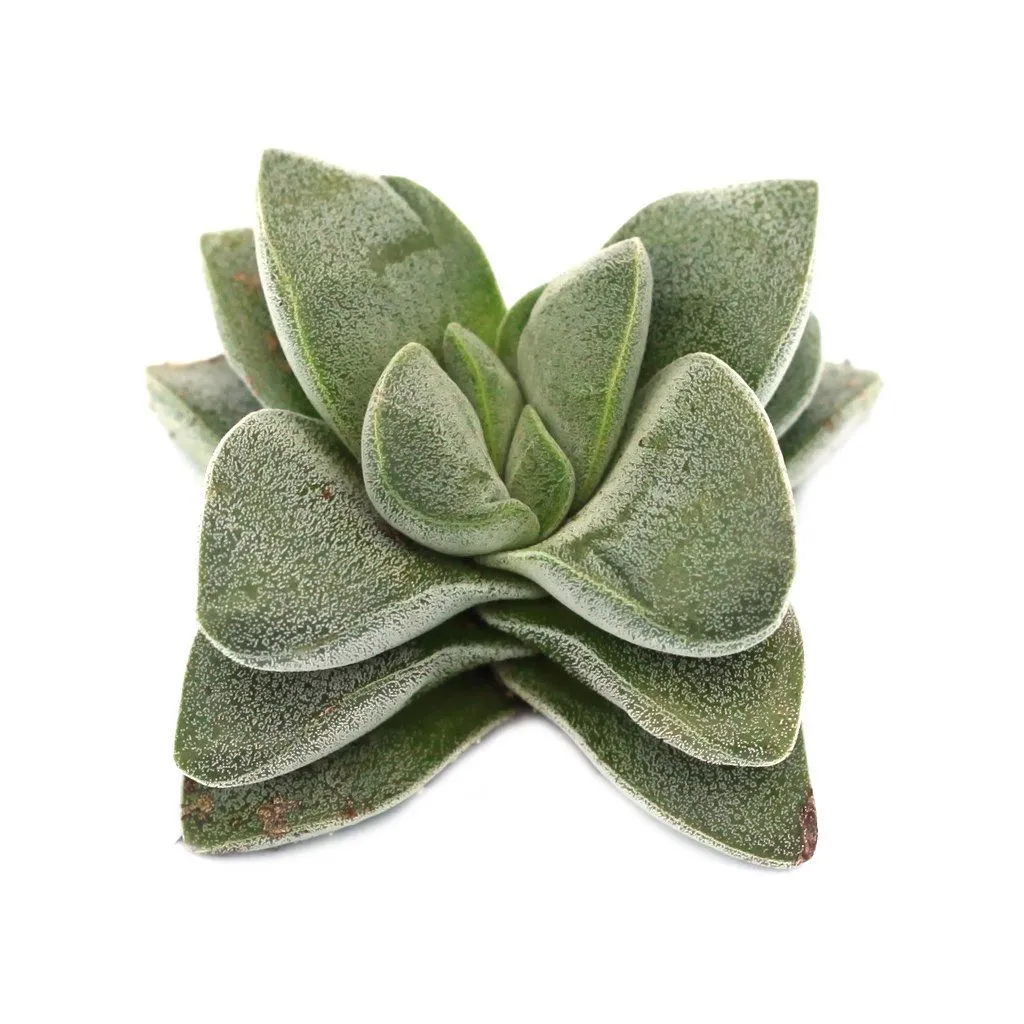 Crassula 'Silver Springtime'